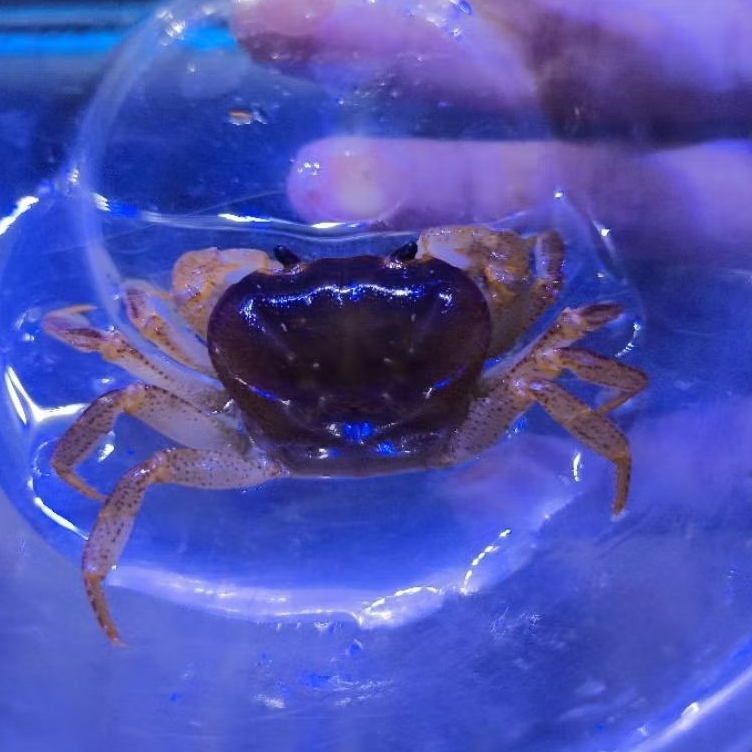 terrappulsa modesta / kepiting hias / kepiting air tawar / banana crab / kepiting putih / kepiting l