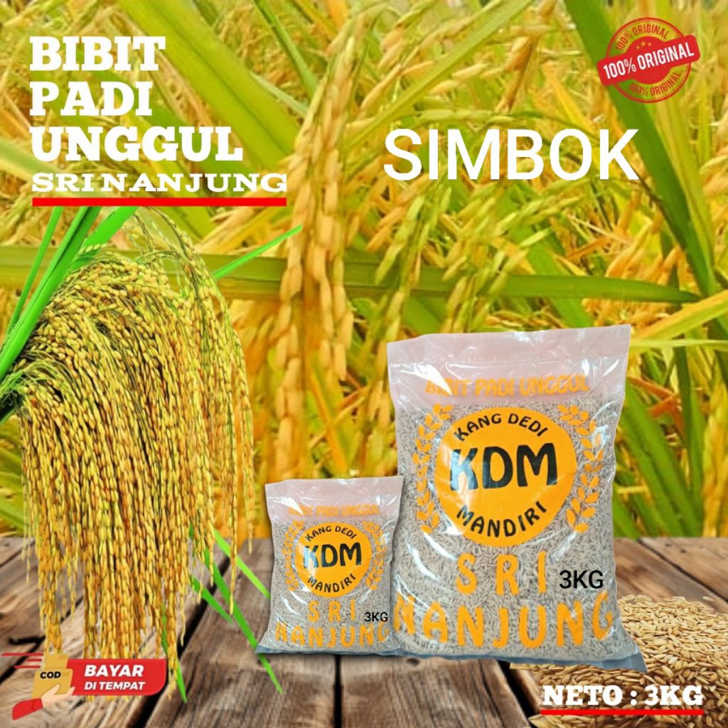 BENIH PADI SIMBOK PADI UNGGUL BIBIT PADI PREMIUM KEMASAN 3KG SUPER PULEN