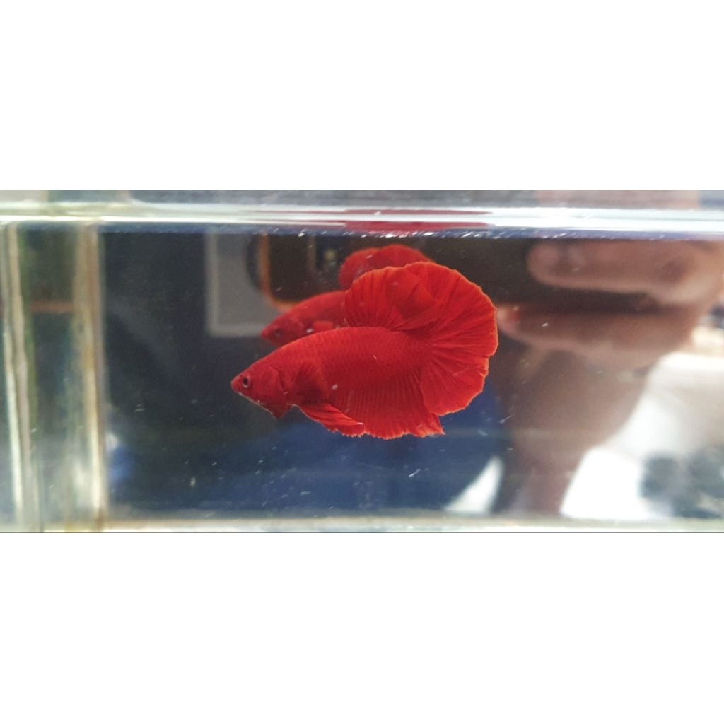 hmpk super red vvip top grade realpict