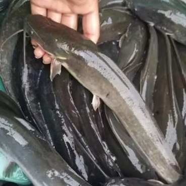 Lele Konsumsi SEGAR FRESH