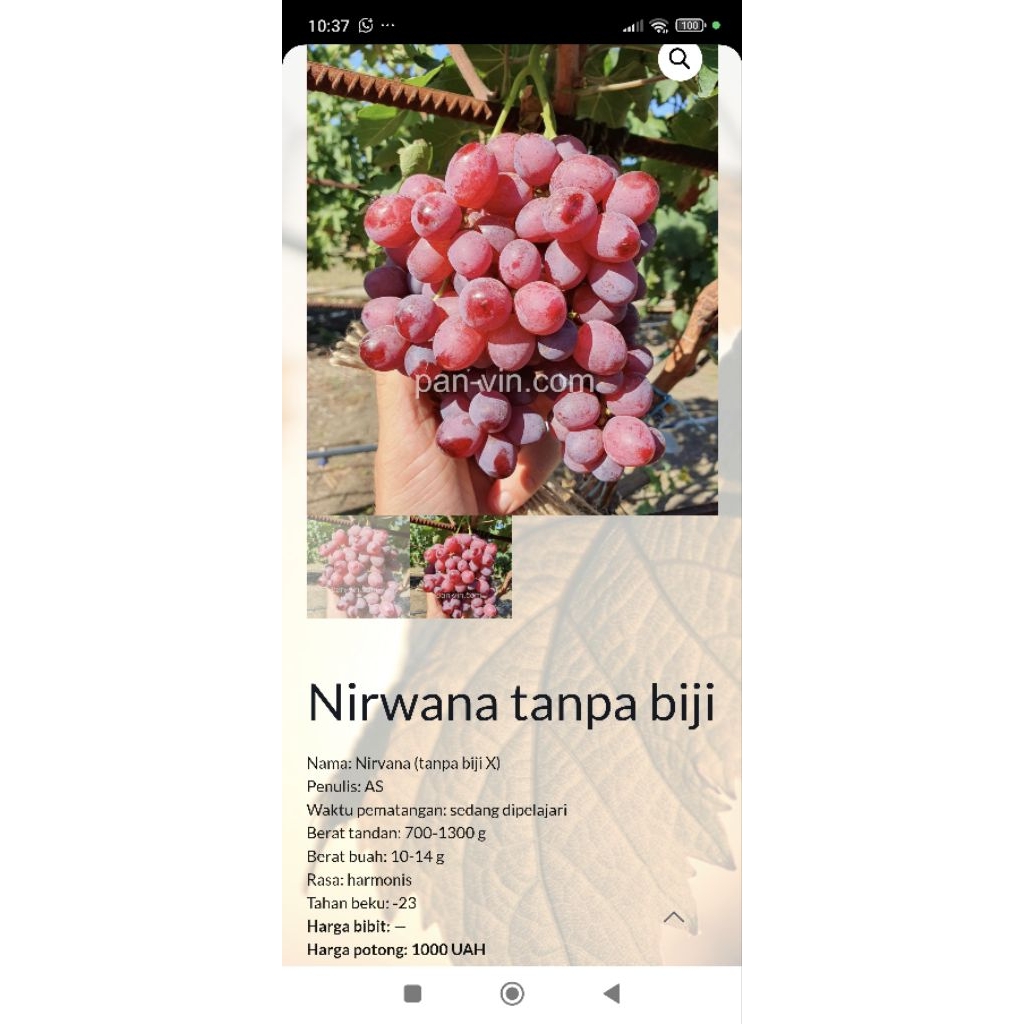 NIRWANA