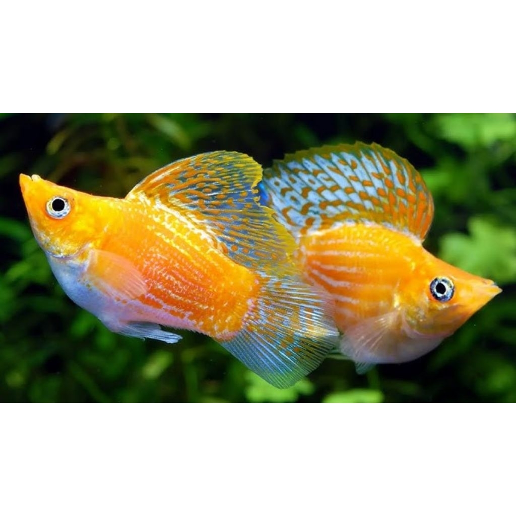 TERLARIS,ikan molly Sunkist( balon )