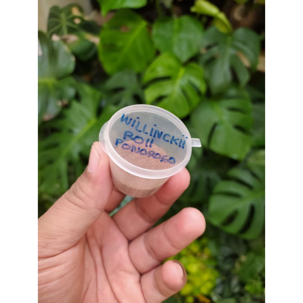 Spora Platycerium Willinckii Roll Ponorogo