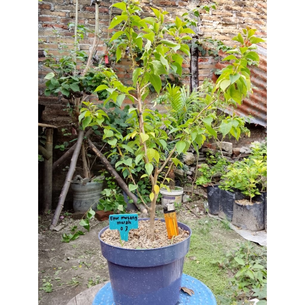 BUGENVIL EKOR MUSANG MERAH 03