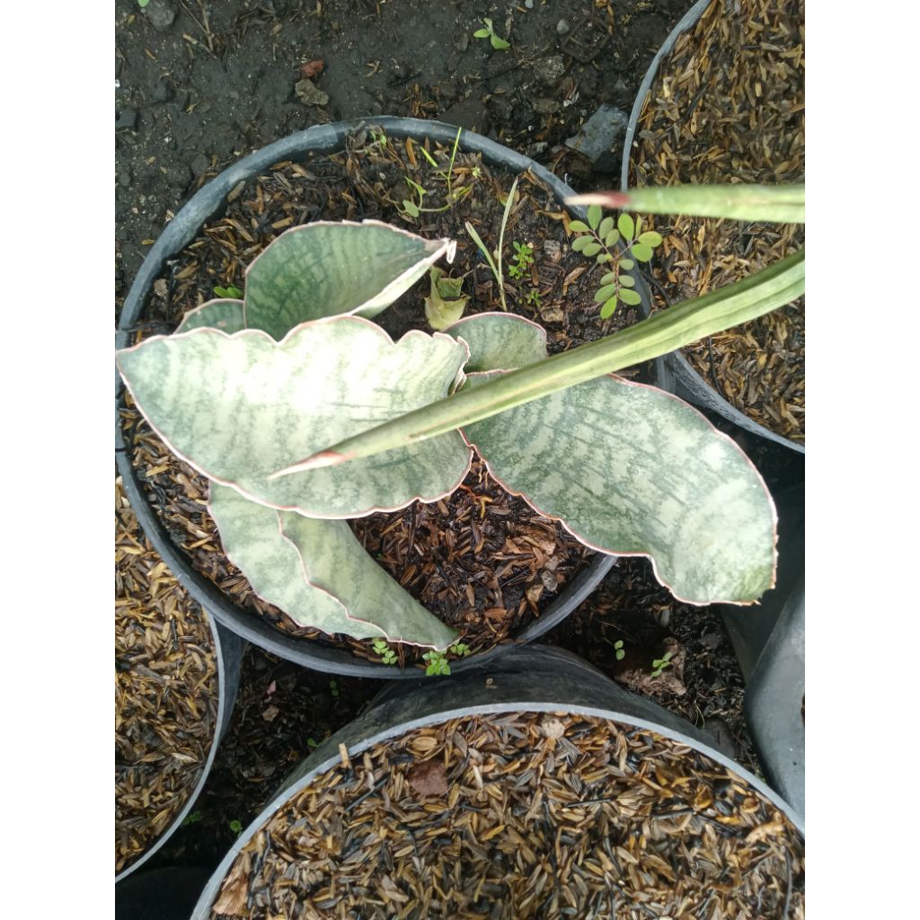 Sansevieria Dragon jade