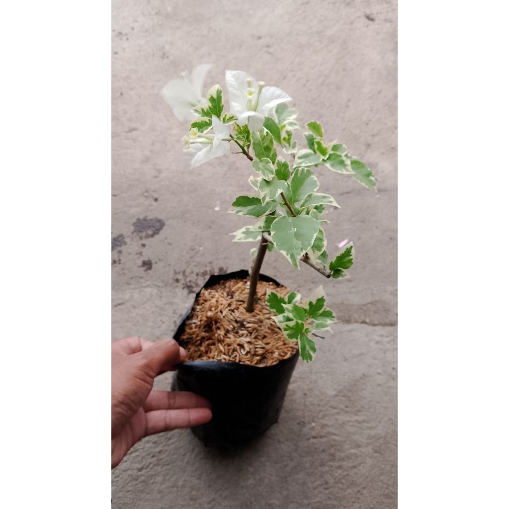 tanaman bougenville varigata putih