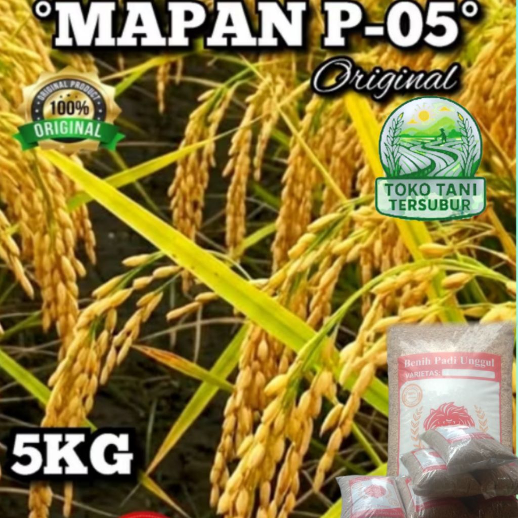 BENIH PADI MAPAN 05 KEMASAN 5 KG TAHAN REBAH KUALITAS UNGGUL