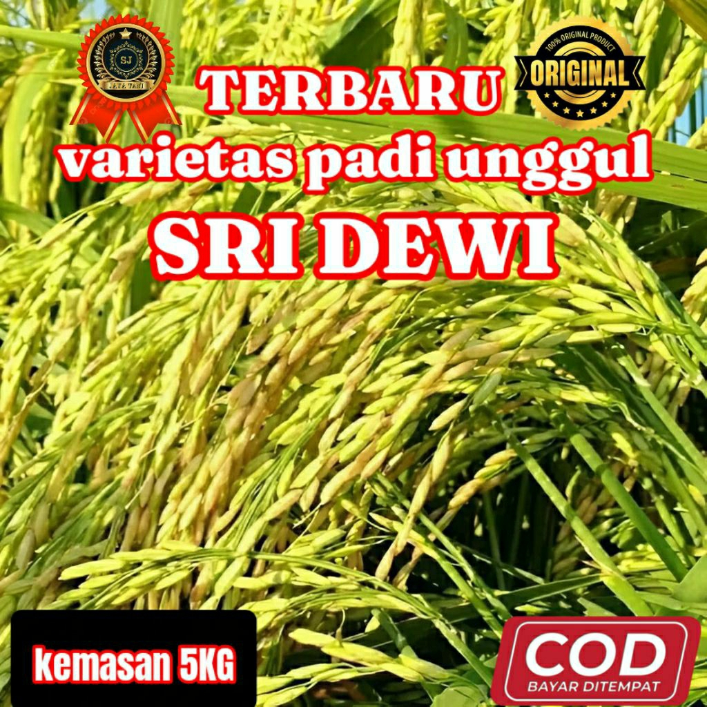BENIH BIBIT PADI UNGGUL (SRI DEWI) KEMASAN 5KG ORIGINAL DAN BERKUALITAS