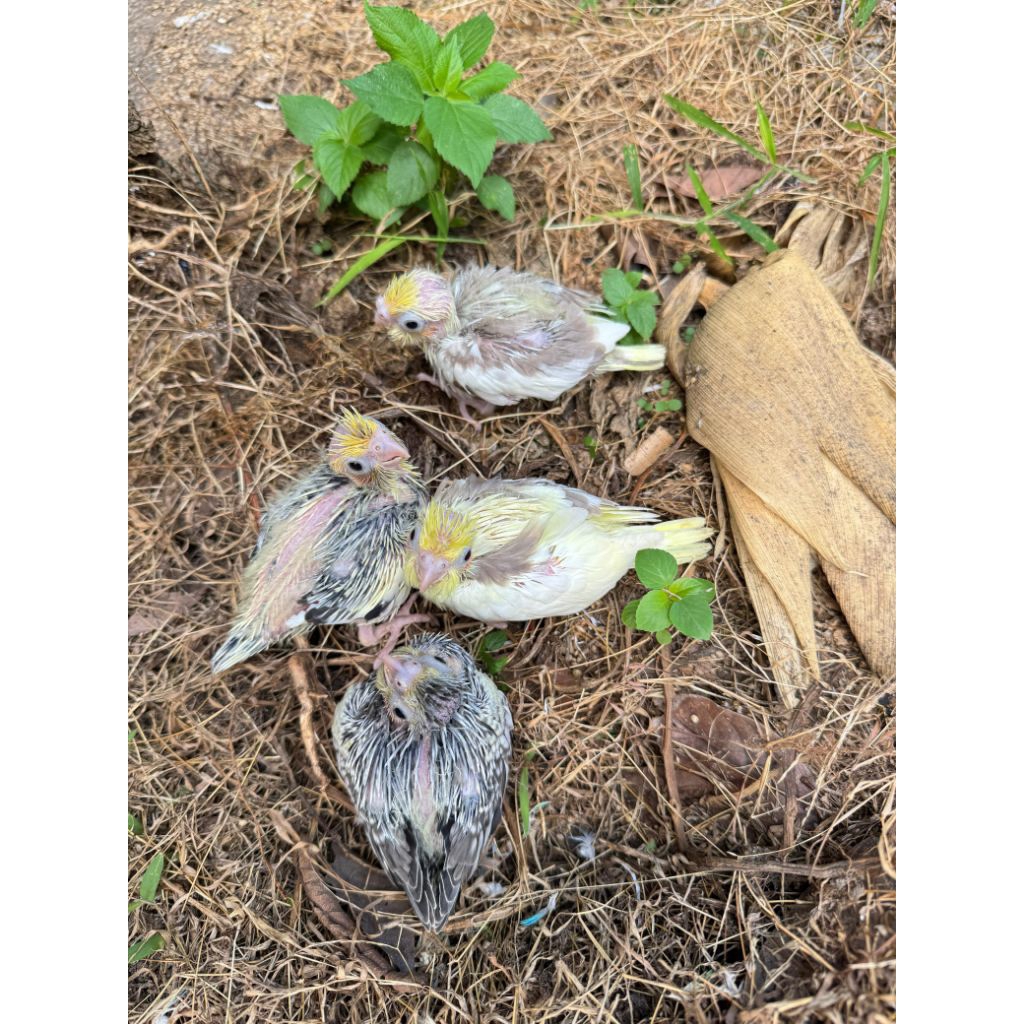 Lolohan Falk Australi