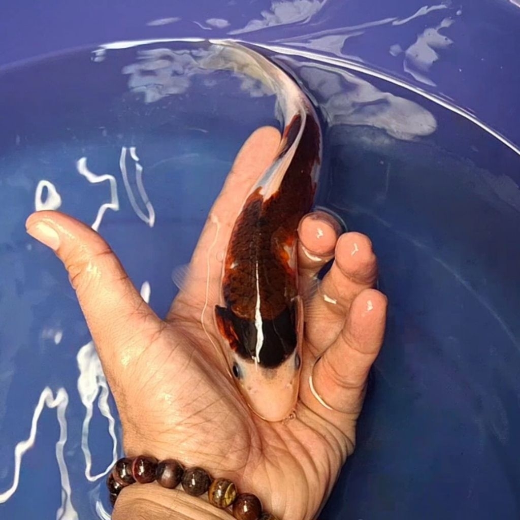 Ikan Koi Blitar Jenis Goromo / Rumah Koi Jakarta / kode 008