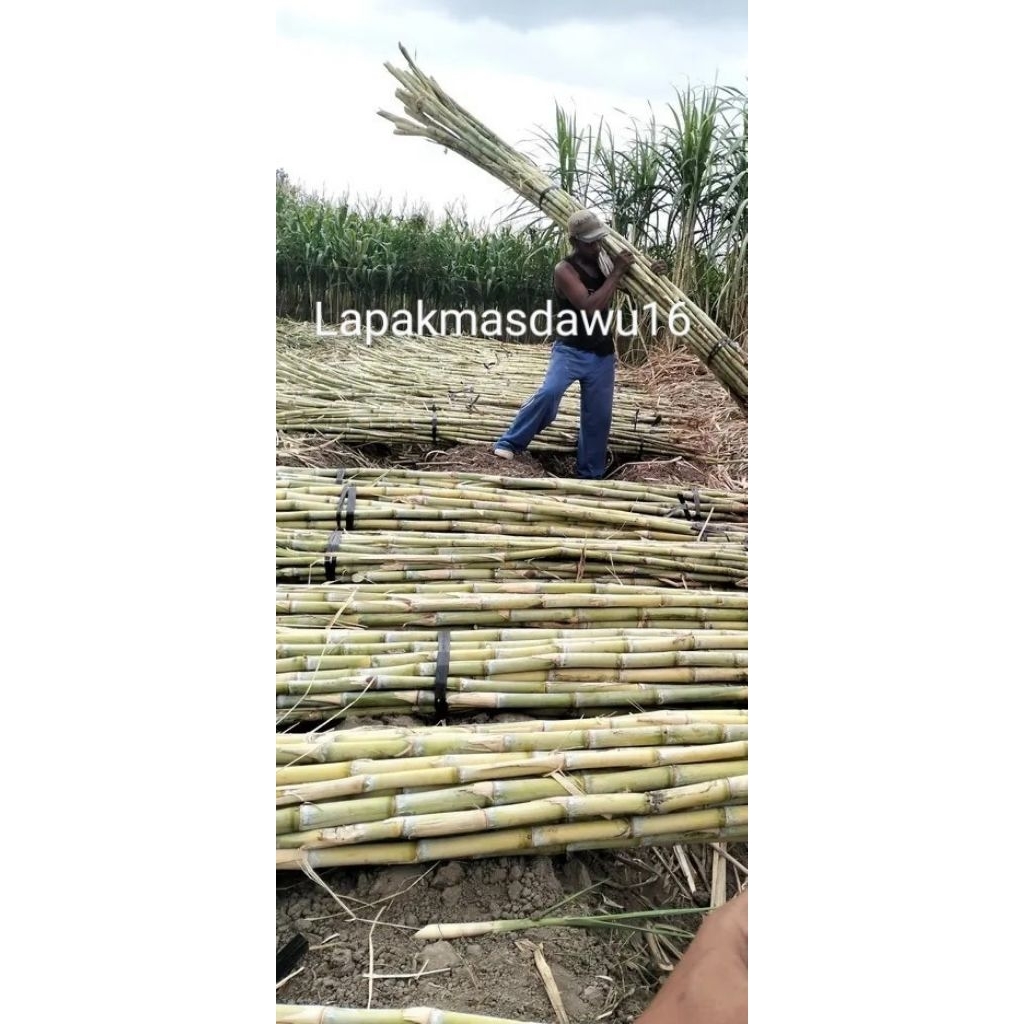 tebu hijau 1kg (es tebu)