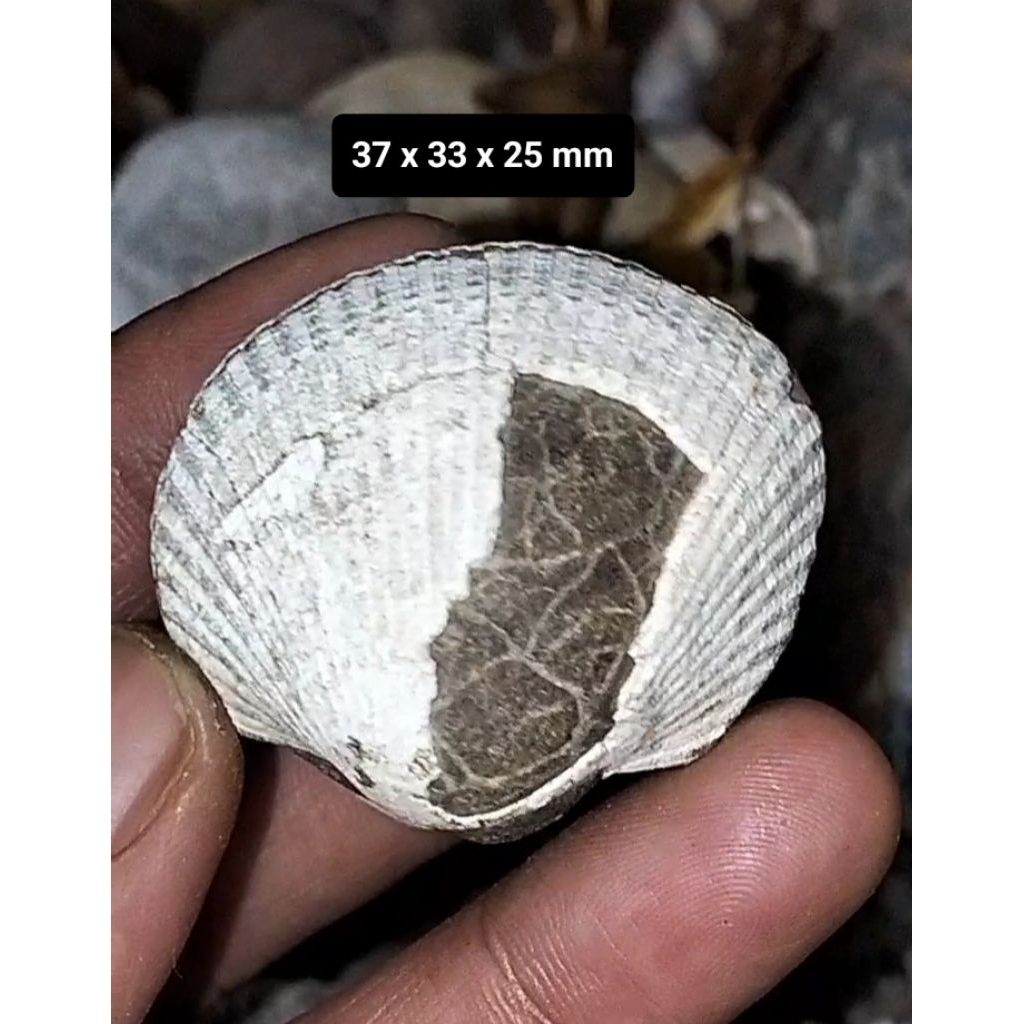 Batu Akik Kijing Bungkem jumbo  asli alam