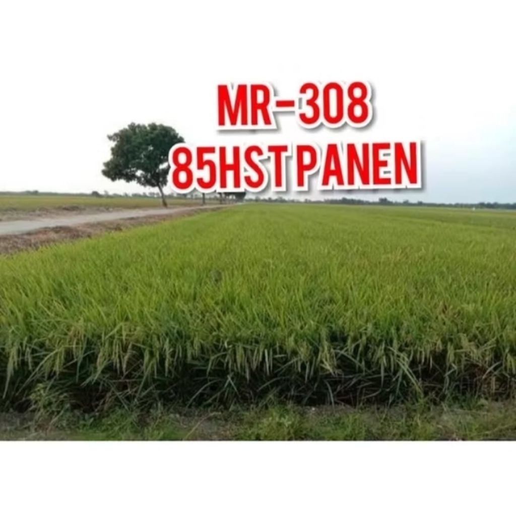 BENIH PADI MR 308 kemasan 5kg