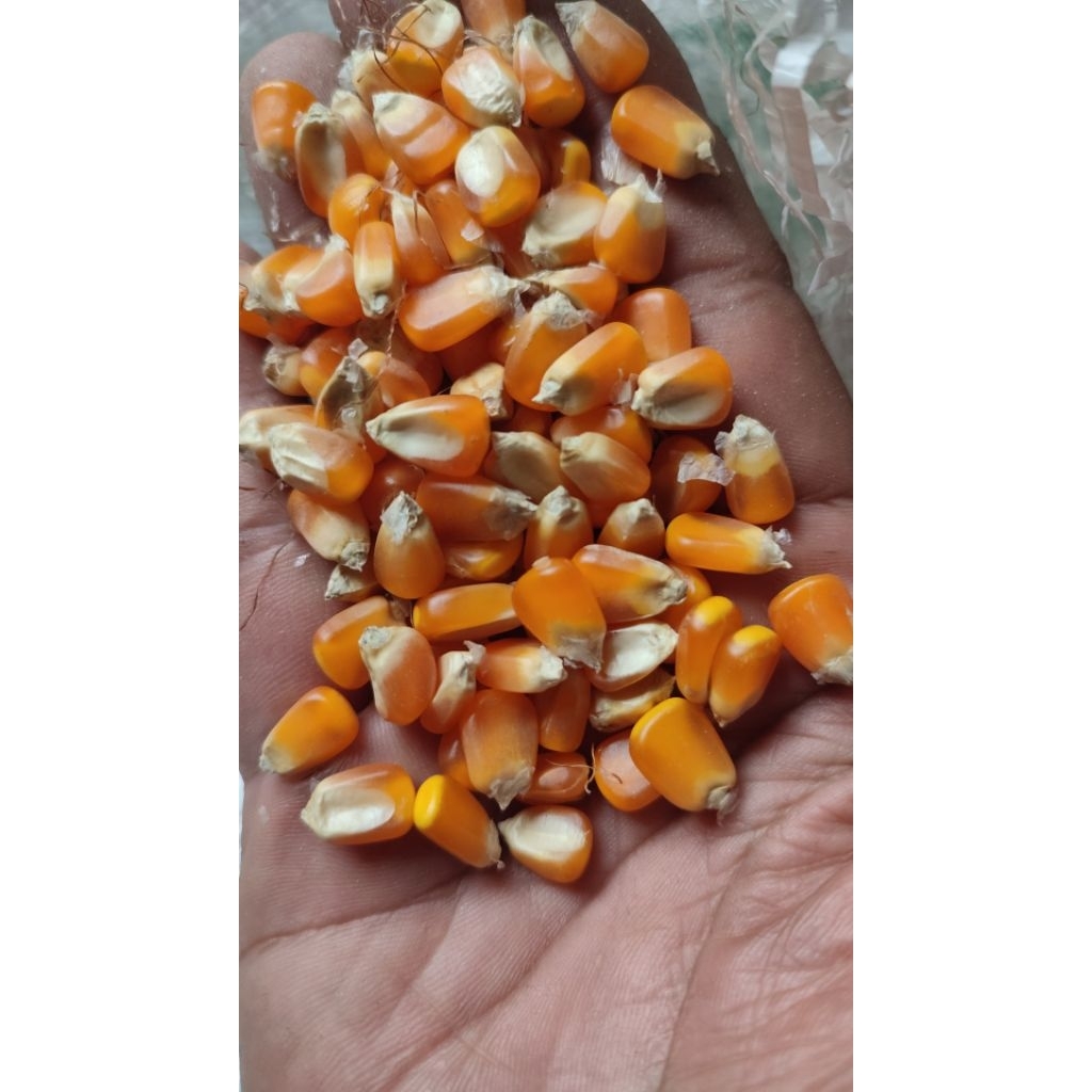 Jagung hibrida / Jagung kering