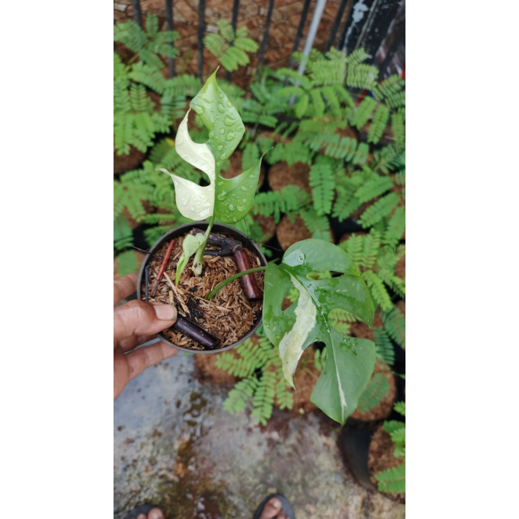 Philodendron Tetraperma Variegata - monstera mini variegata