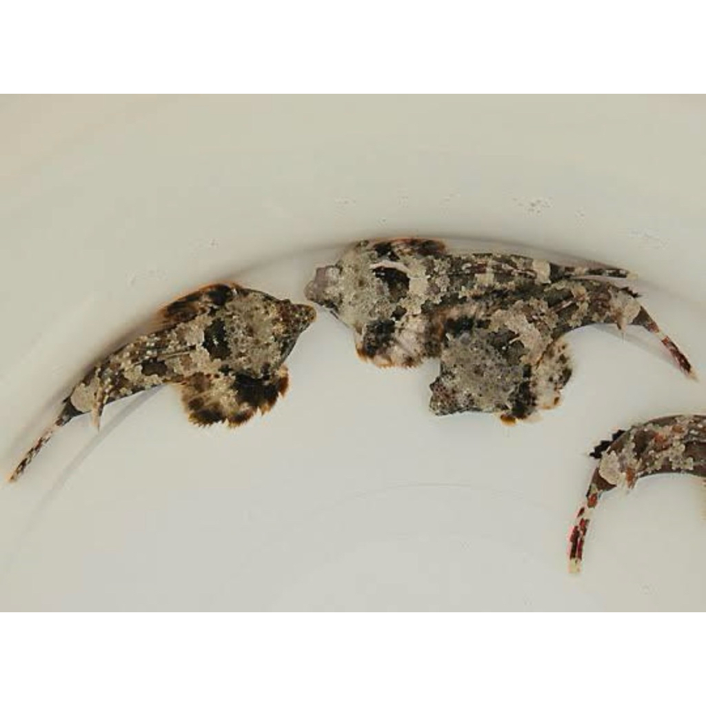 ikan hias laut mandarin sanur / scooter mandarinfish