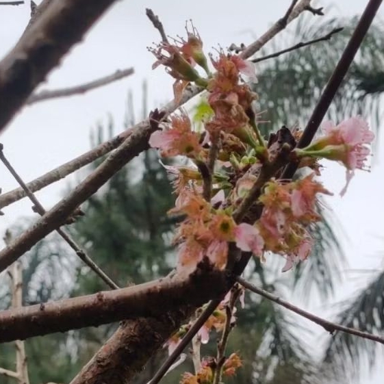 Pohon Sakura Jepang Asli Cherry Blossom Ukuran 1,5-2mtr