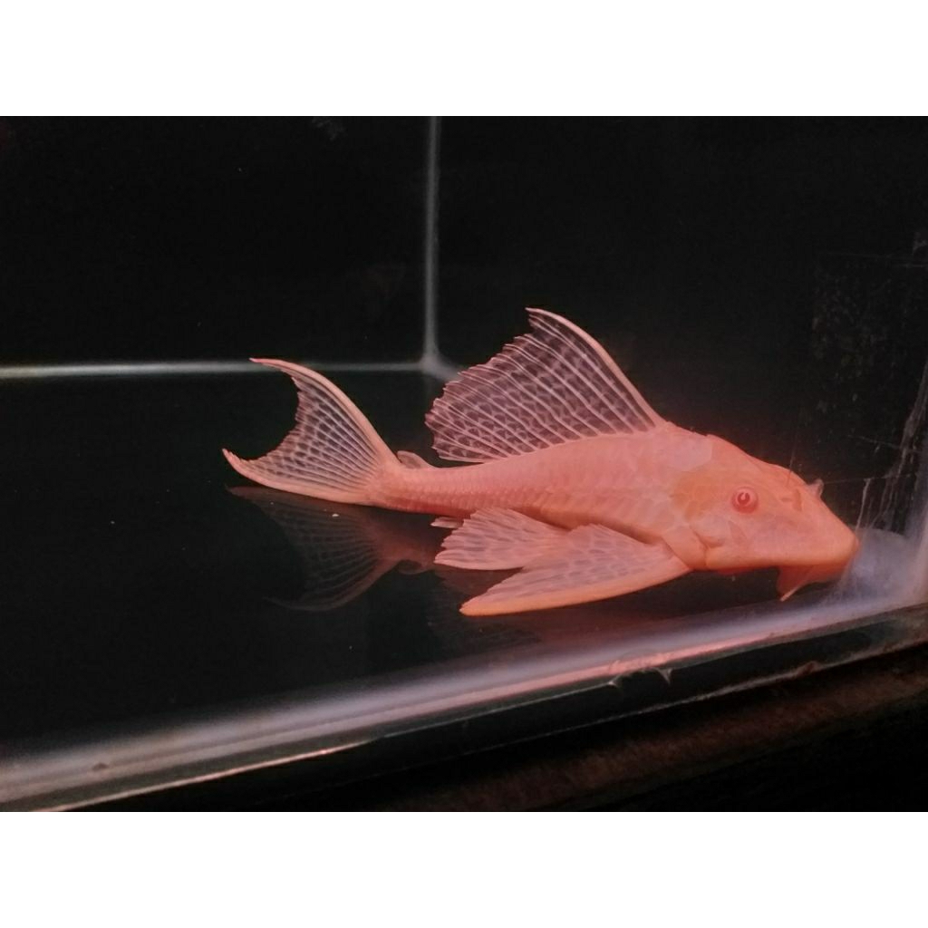 Hiasan Aquarium Gibicep