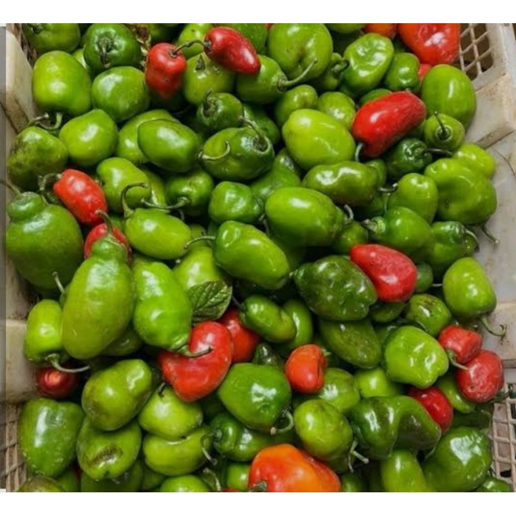 Cabai Gendot Cabai Dieng Fresh Asli