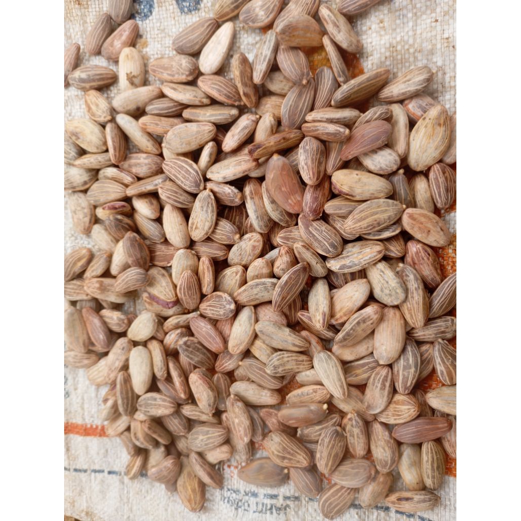 bibit kakao kualitas super  MCC02 25Biji