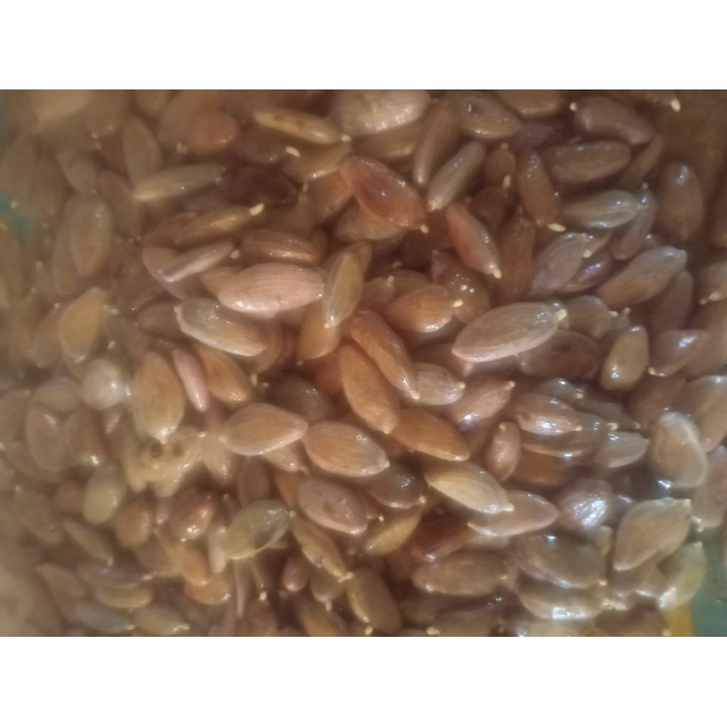 bibit kakao unggul MCC02 original isi 1000biji