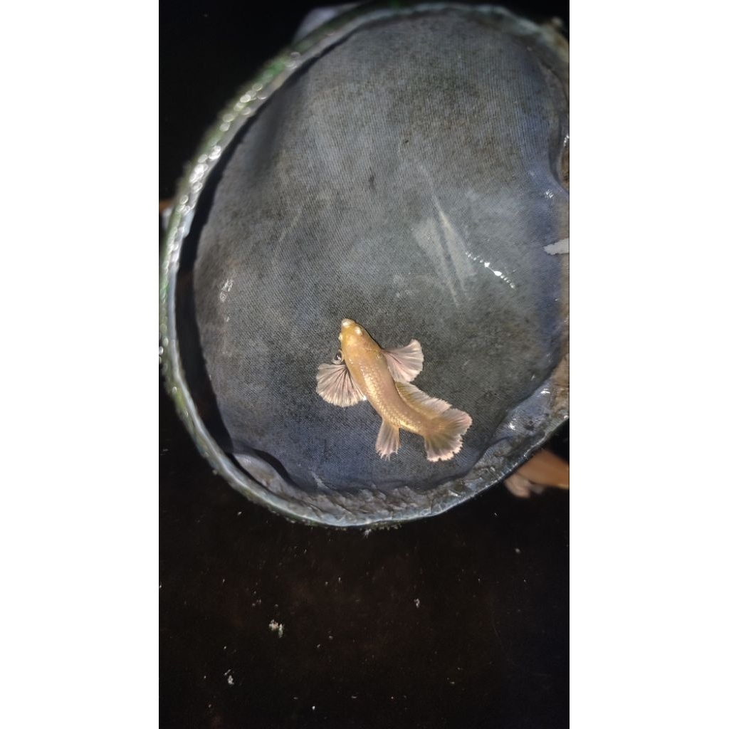 cupang pkde softgold