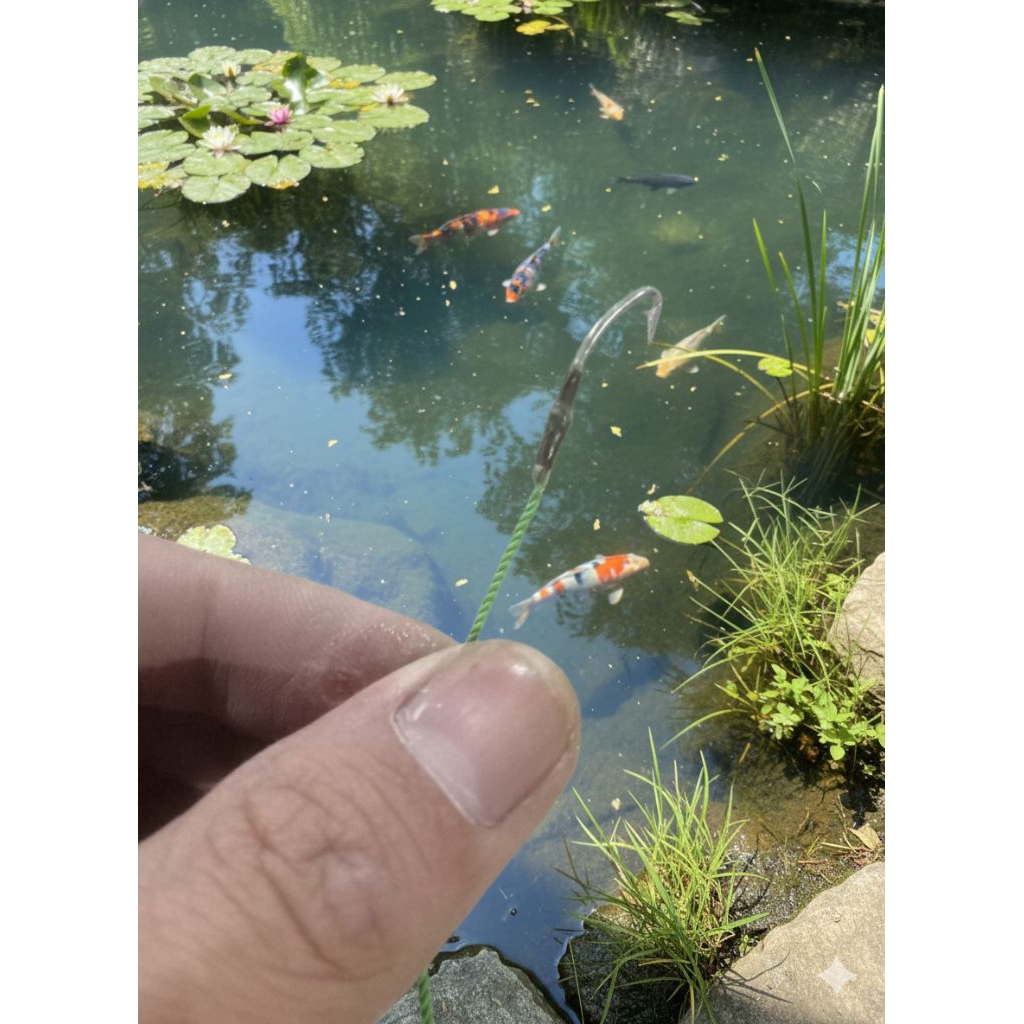 pancing belut sawah,kolam,rawa