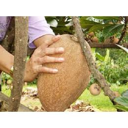 Tanaman Mamey Sapote Okulasi