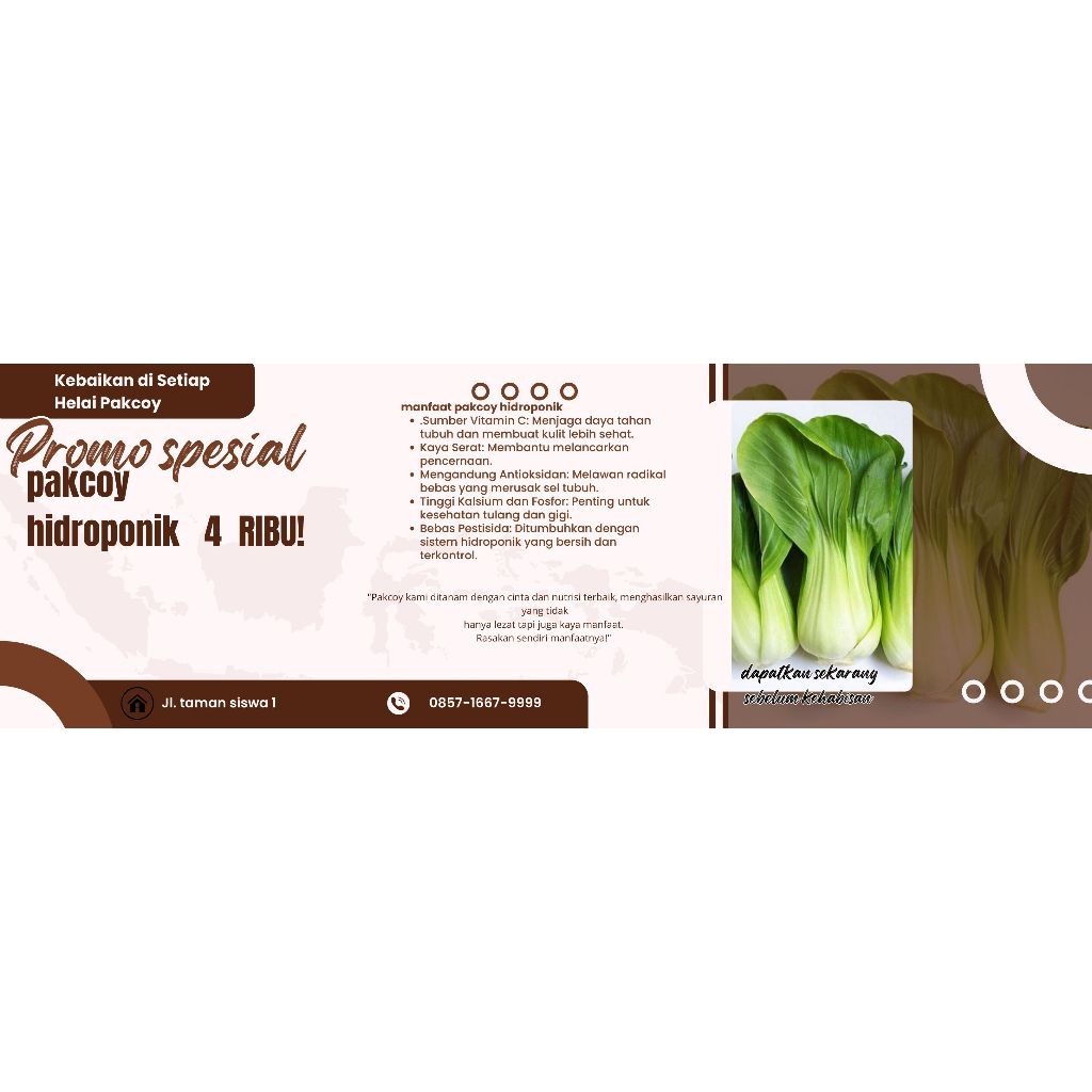 pakcoy hidroponik