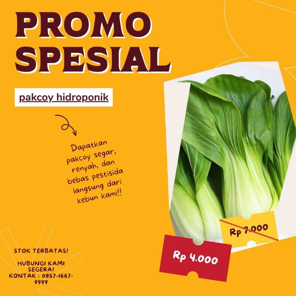 sayur hidroponik