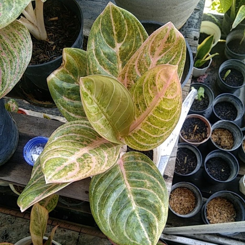 Aglaonema rinjani