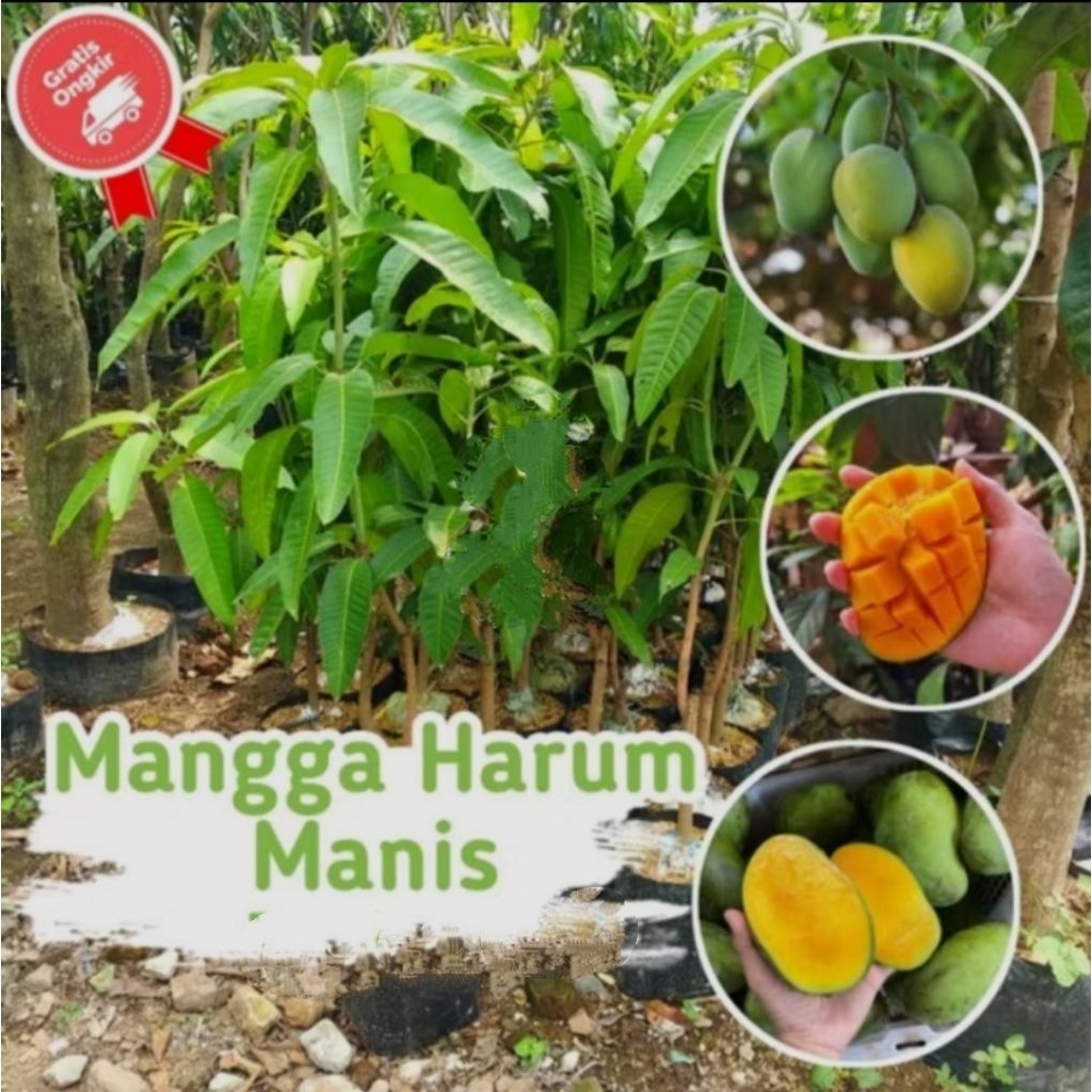 bibit mangga harum manis super unggul bisa berbuah di dalam pot,bibit mangga harum manis okulasi