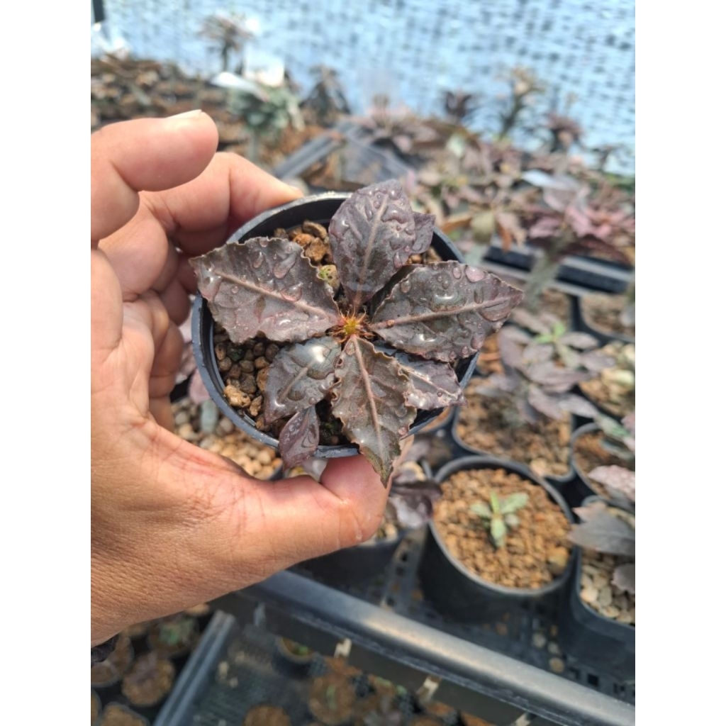 Euphorbia Francoisii