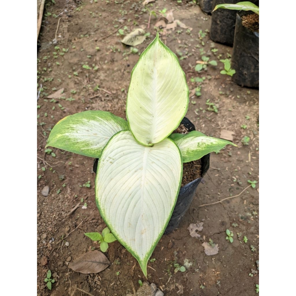 Aglonema Tisu bangkok / harmoni