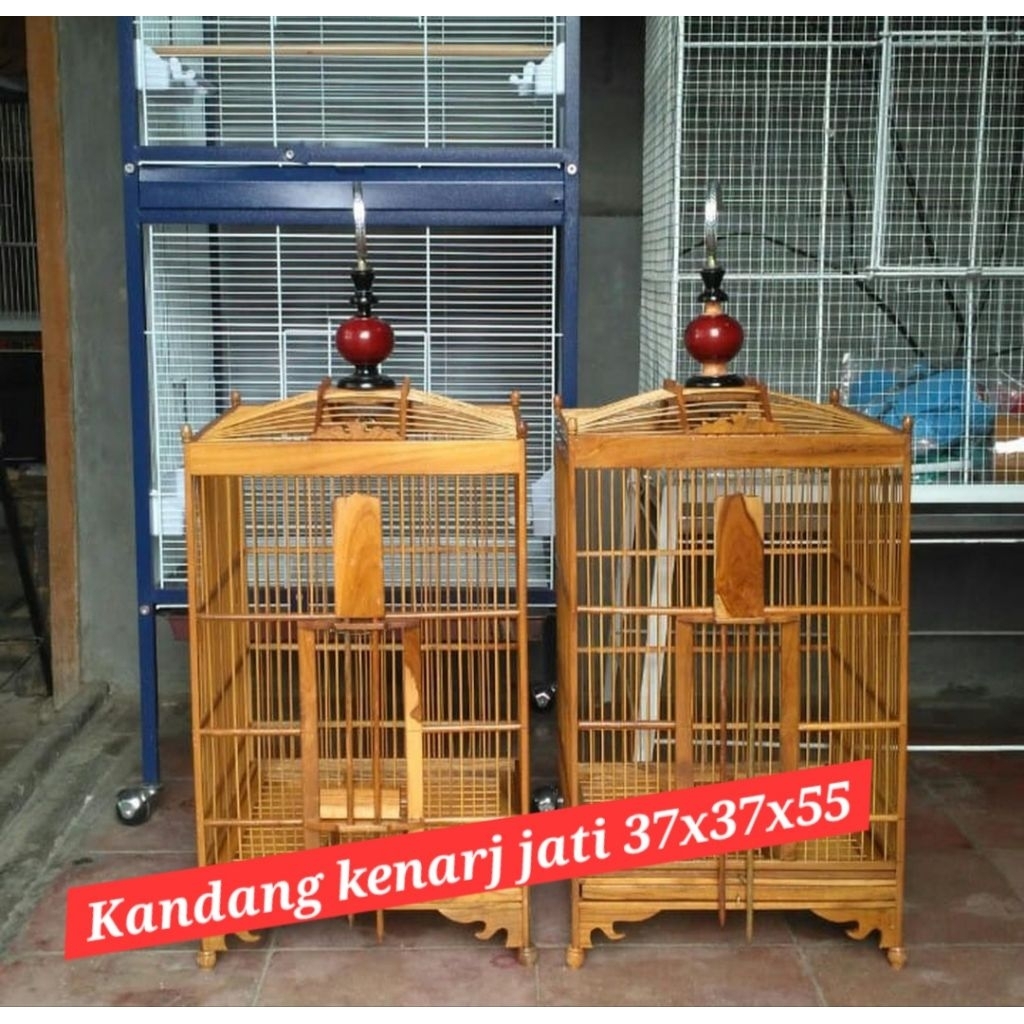 kandang kenari wambi murai  anies poksai bagus jati