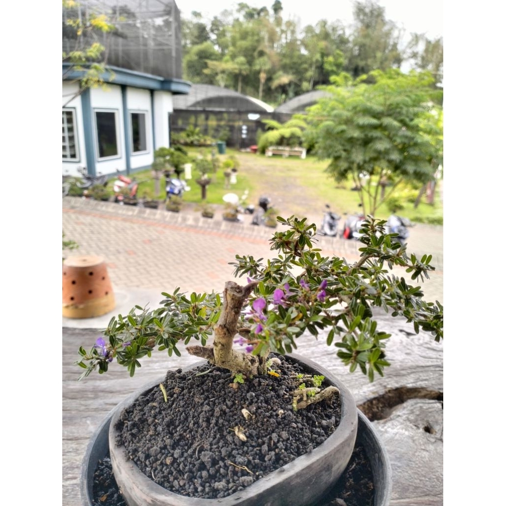 Bonsai Mini Saeng Simbur