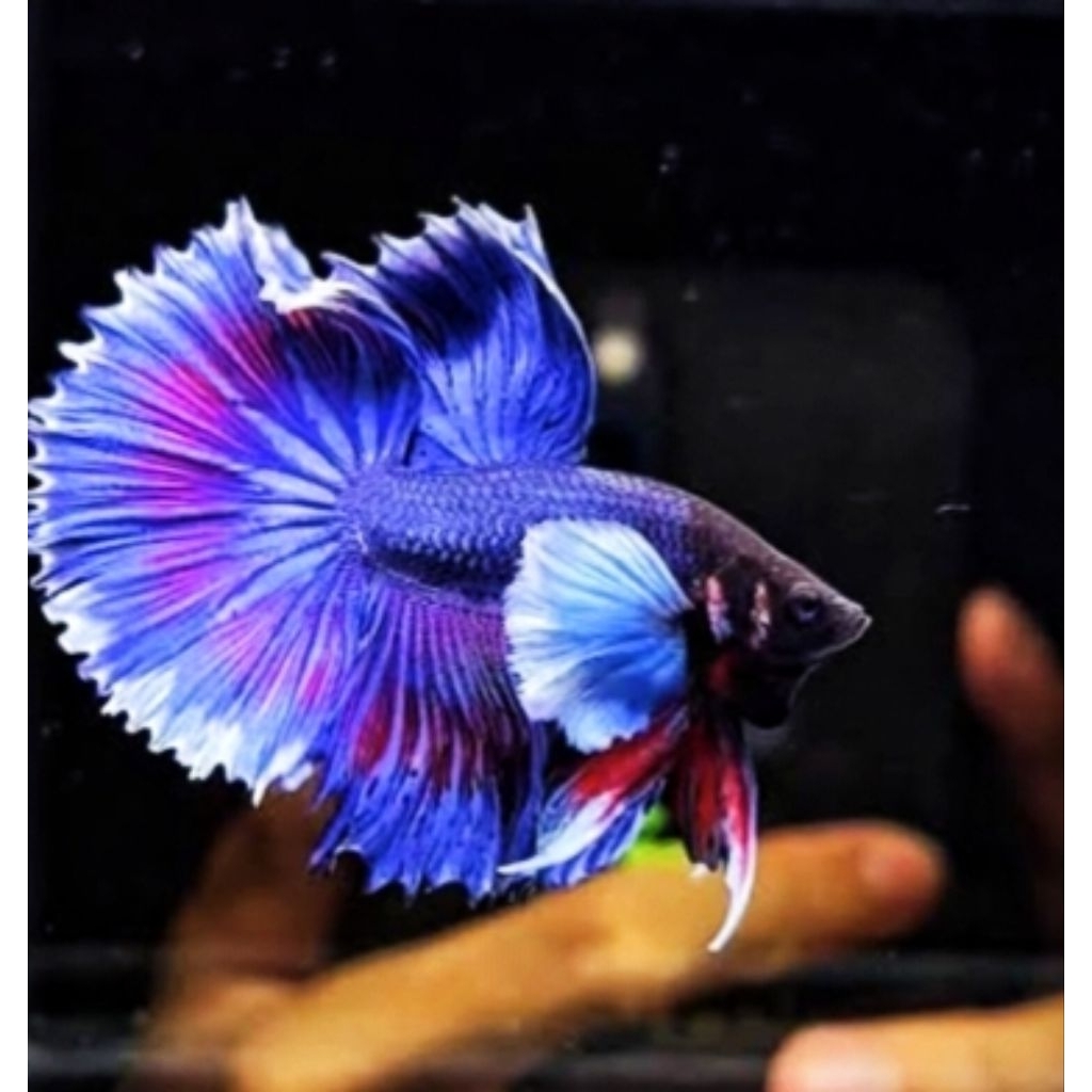 halfmoon dumbo ear blue/ solid/multi cakep male