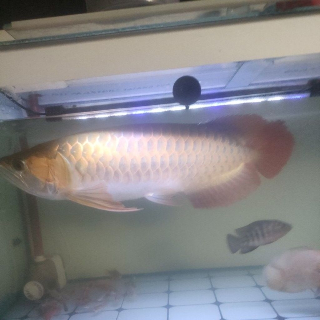 Arowana super red