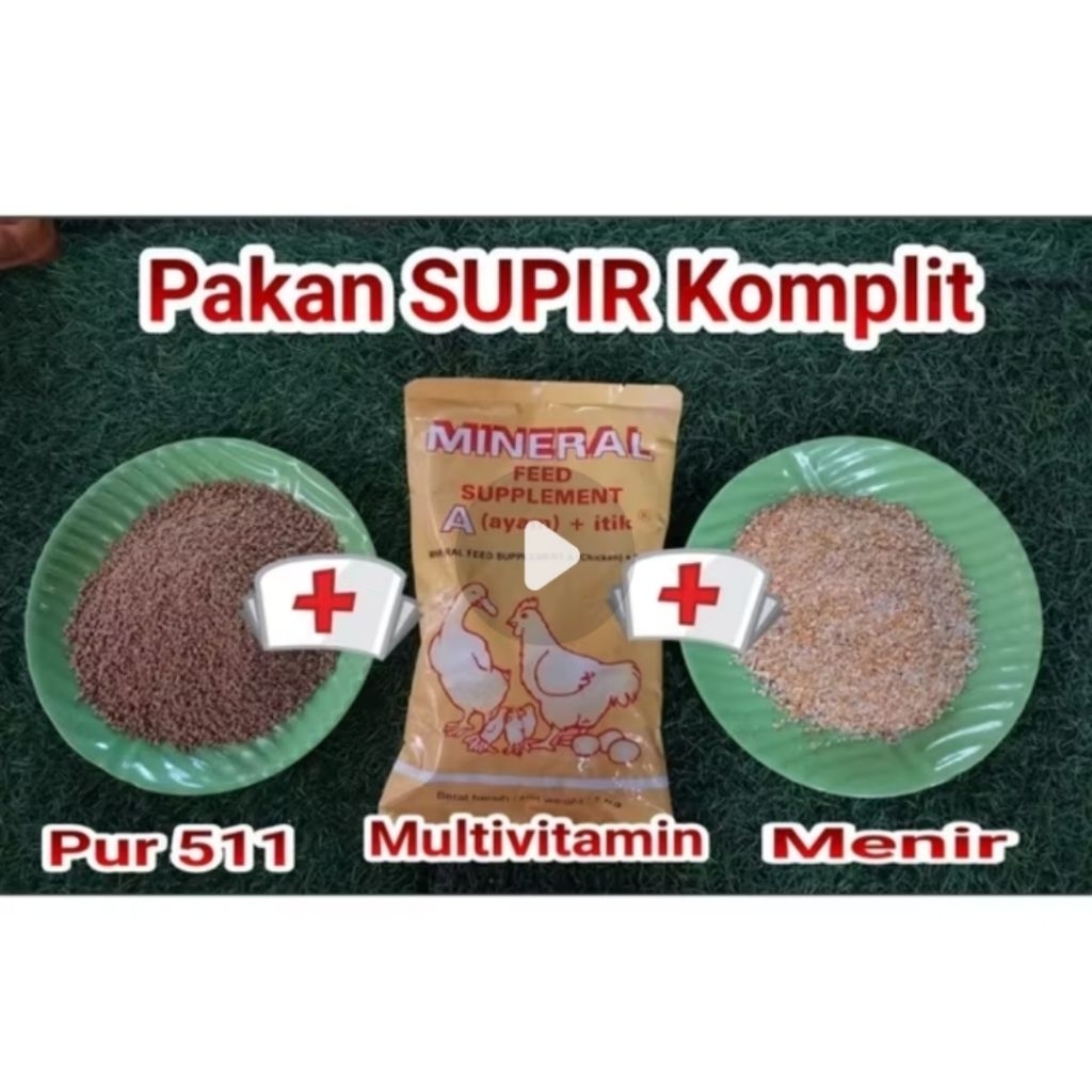 Pur Ayam Petelur Pedaging ayam buras ayam broiler ayam kampung sehat berkualitas