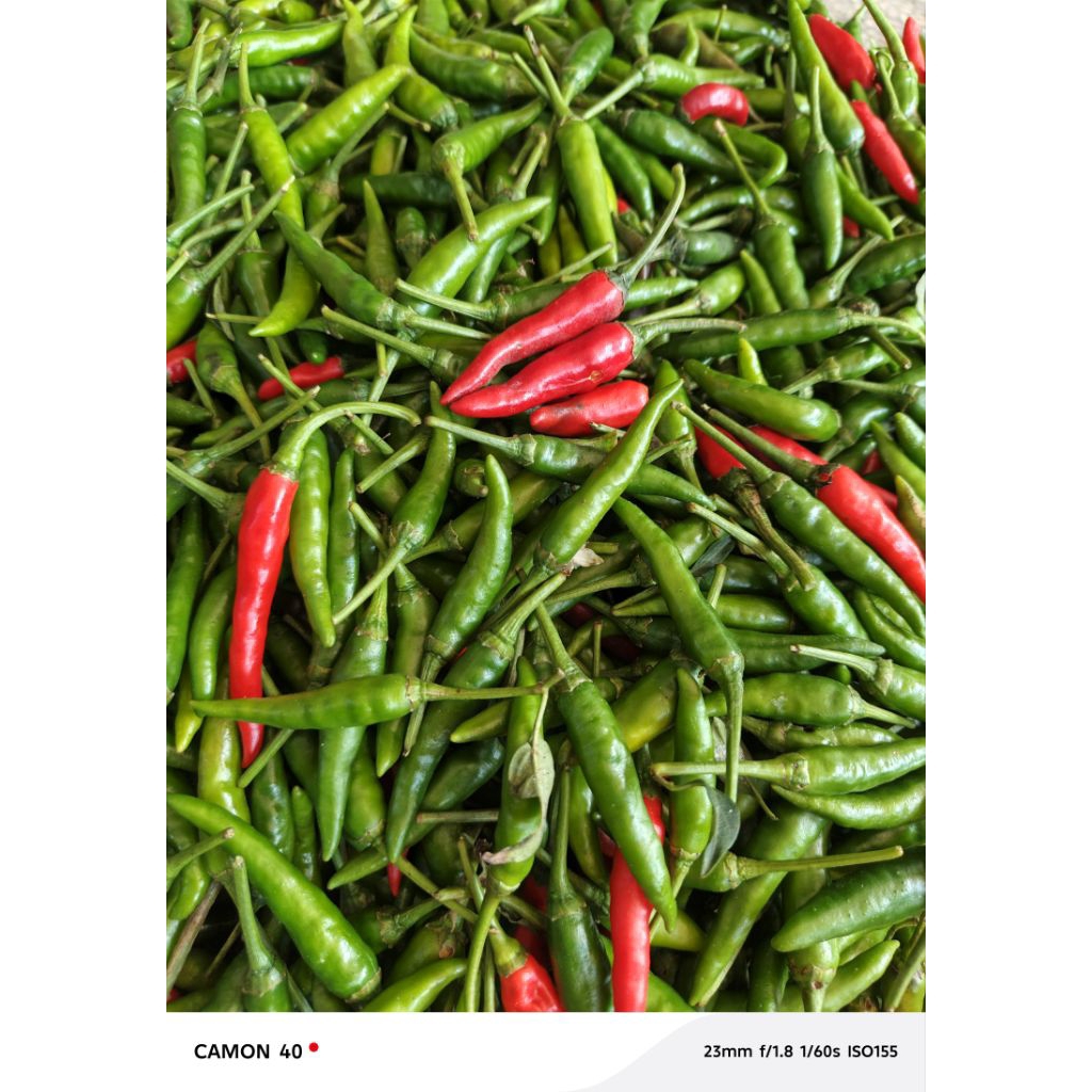 lombok japlak / cengek 1kg