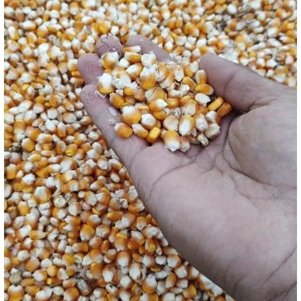 Jagung Kering 1 kg