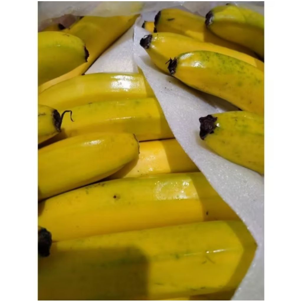 Pisang Sunpride 1 dus /13 kg Bisa riques matang/setengah matang