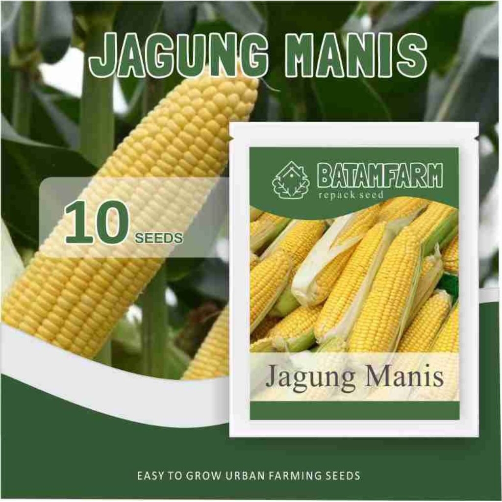 Benih Bibit Biji Jagung Manis Bonanza F1