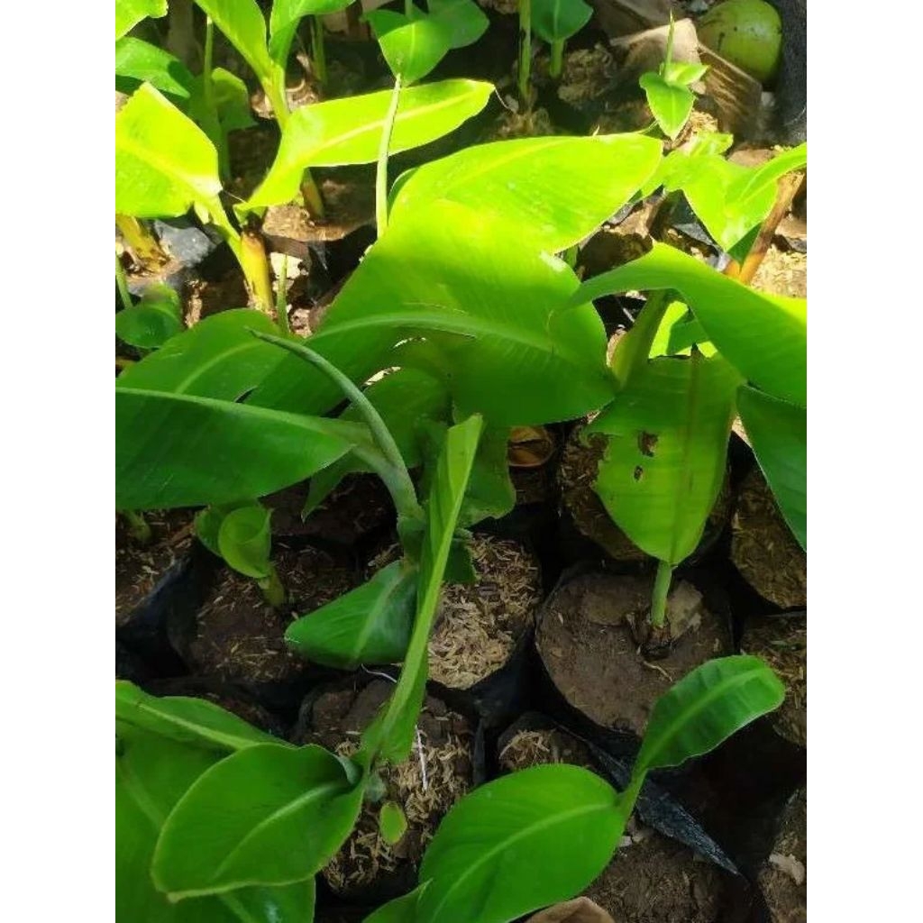 BIBIT ANAKAN PISANG RAJA SAJEN