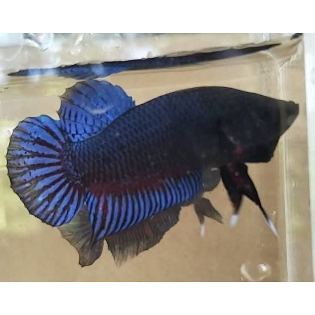 IKAN CUPANG ADUAN MEDAN SUPER ORI ( MDS ) size 125/M+ Ikan siap Adu