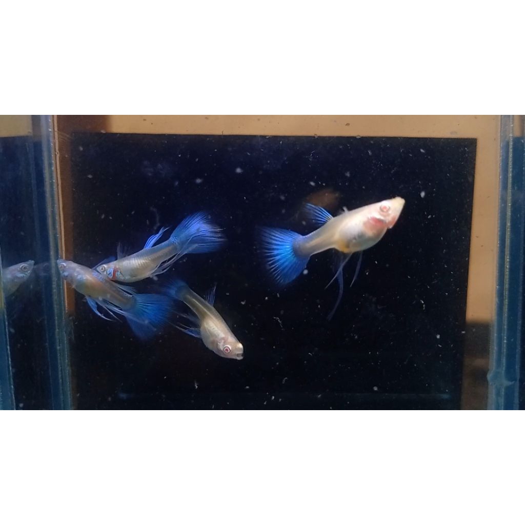 hiasan aquarium ikan Guppy sky blue ribbon long dorsal