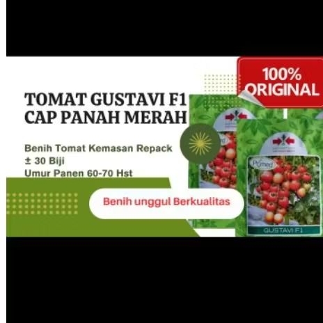 Benih tomat gustavi F1