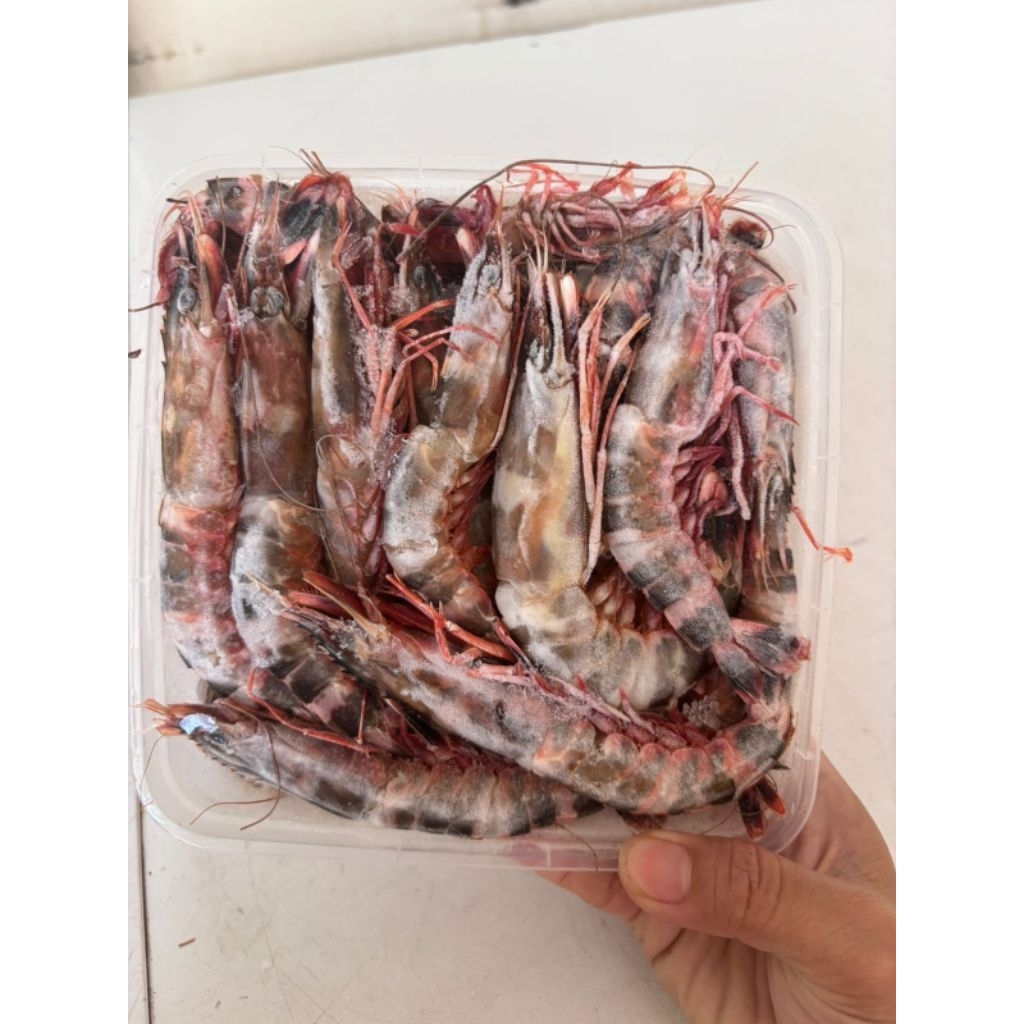 UDANG WINDU/UDANG CAT FROZEN