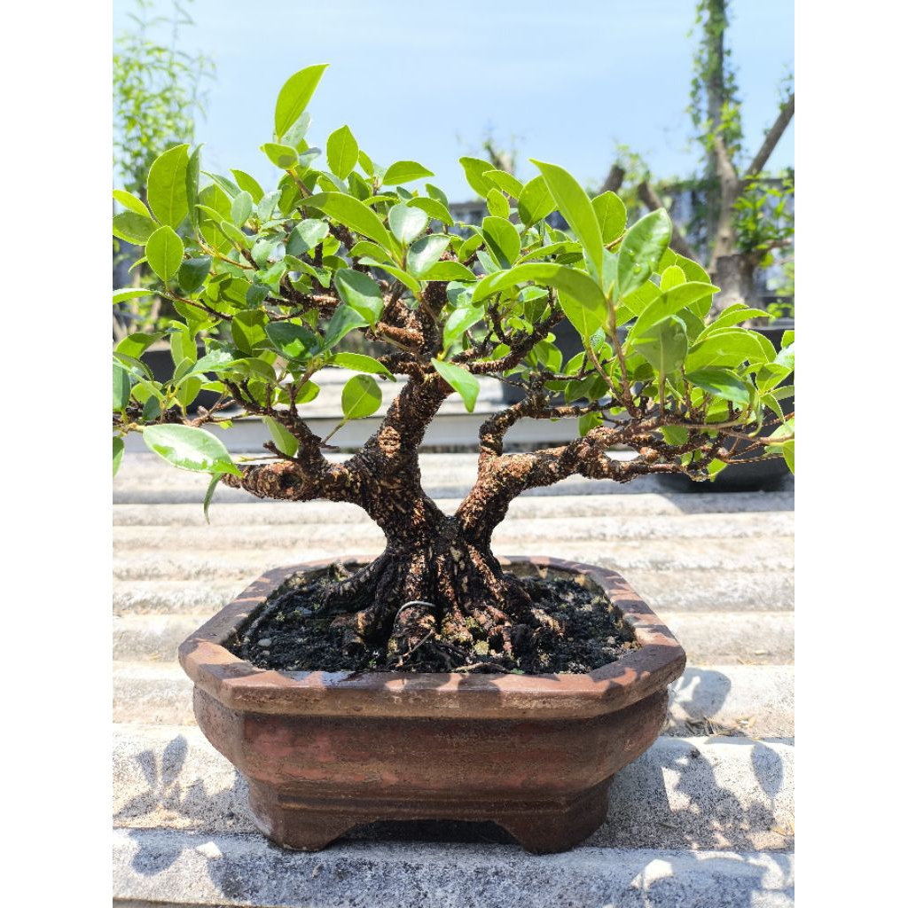 bonsai kimeng siap pajang