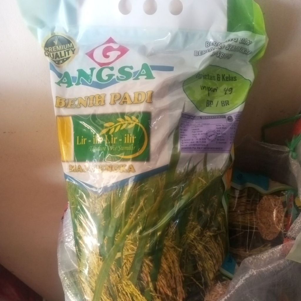 Benih padi inpari 49 jembar